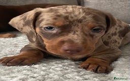 Miniature Dachshund dogs for sale: Miniature dachshunds ready now - Image 3