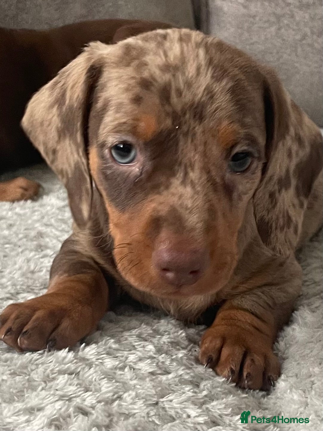 Miniature Dachshund dogs for sale: Miniature dachshunds ready now - Image 3