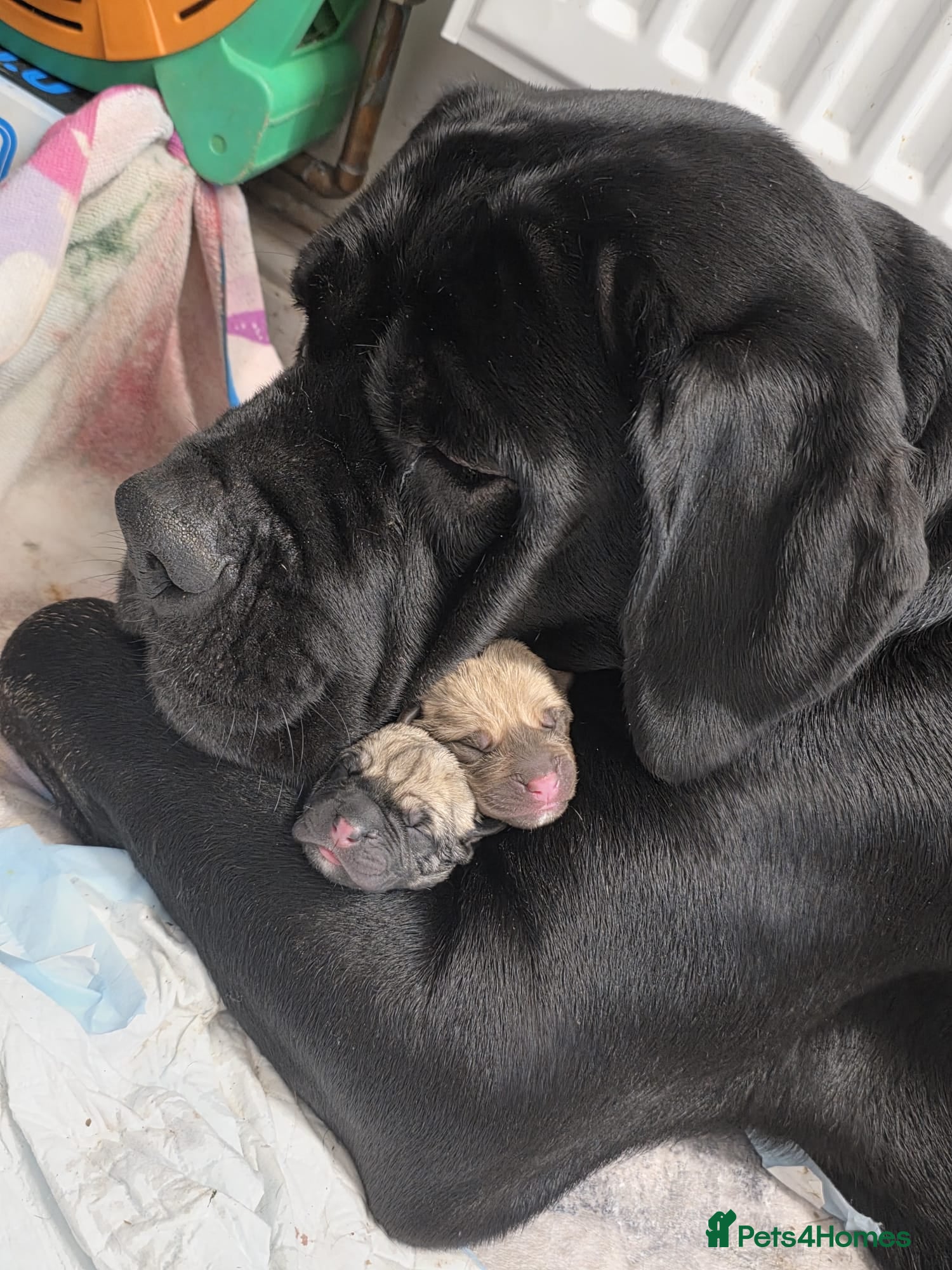 Cane Corso dogs Cane corso pups - Advert 15