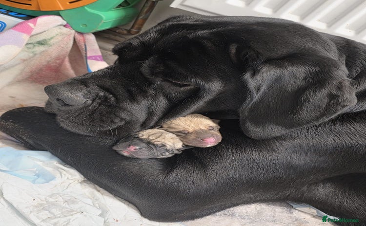 Cane Corso dogs - Advert 2
