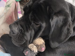 Cane Corso dogs - Advert 1