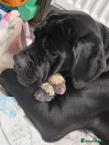 Cane Corso dogs - Advert 1