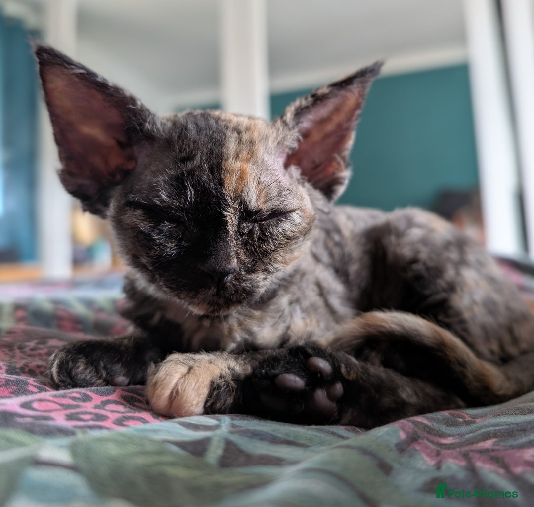 Devon Rex cats for sale: Tortie Devon Rex Female - Image 2