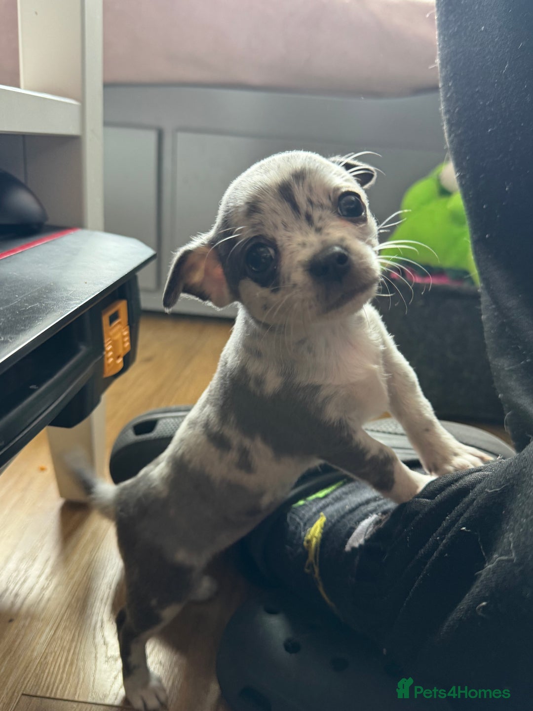 Chihuahua dogs for sale: 2 chihuahua boys ready to leave NOW - Image 9