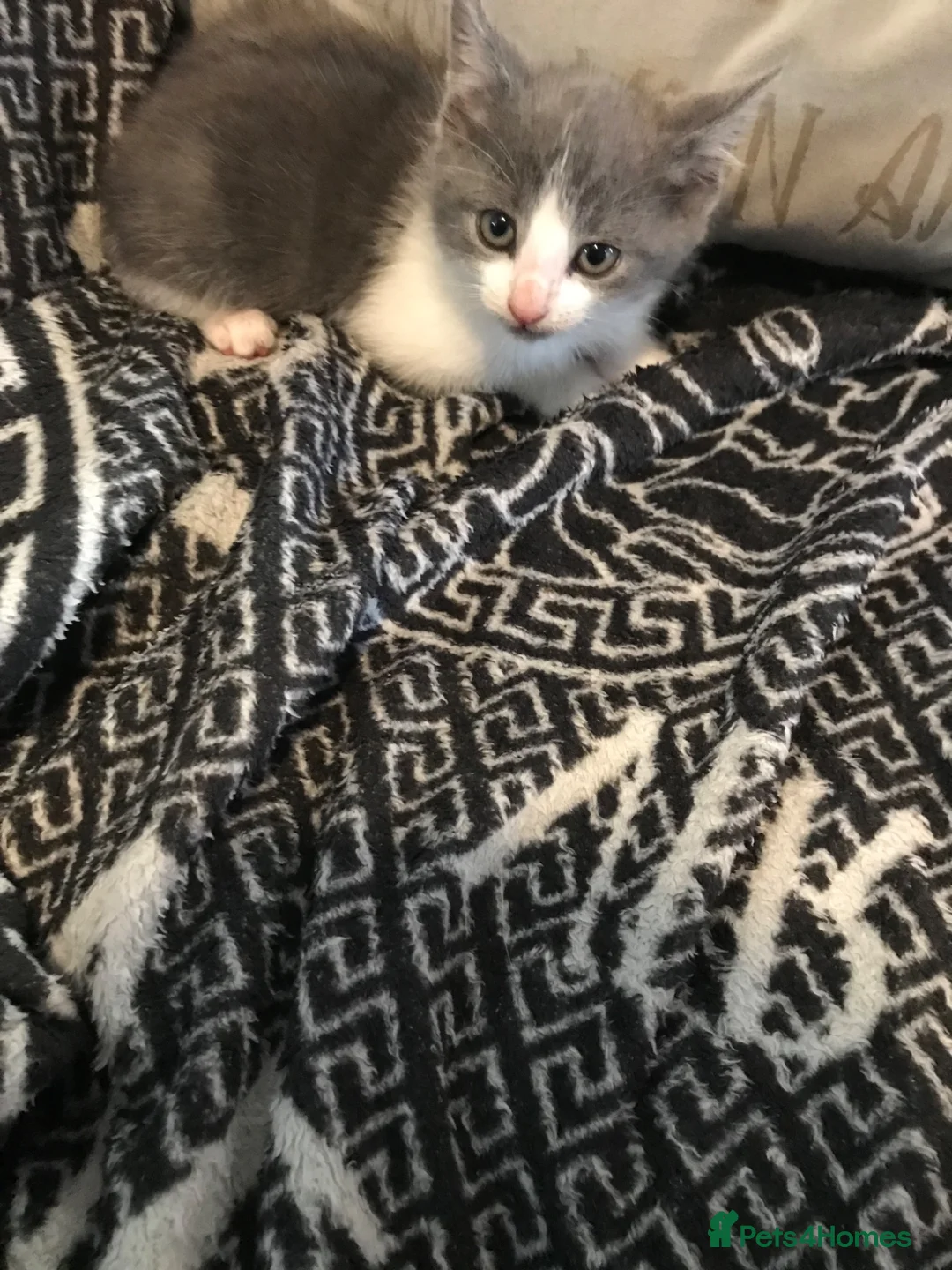 Mixed Breed cats for sale: Two beautiful boy kittens!!  - Advert 2