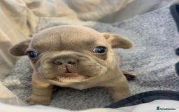 French Bulldog dogs for sale: French bulldog pups! - Image 1