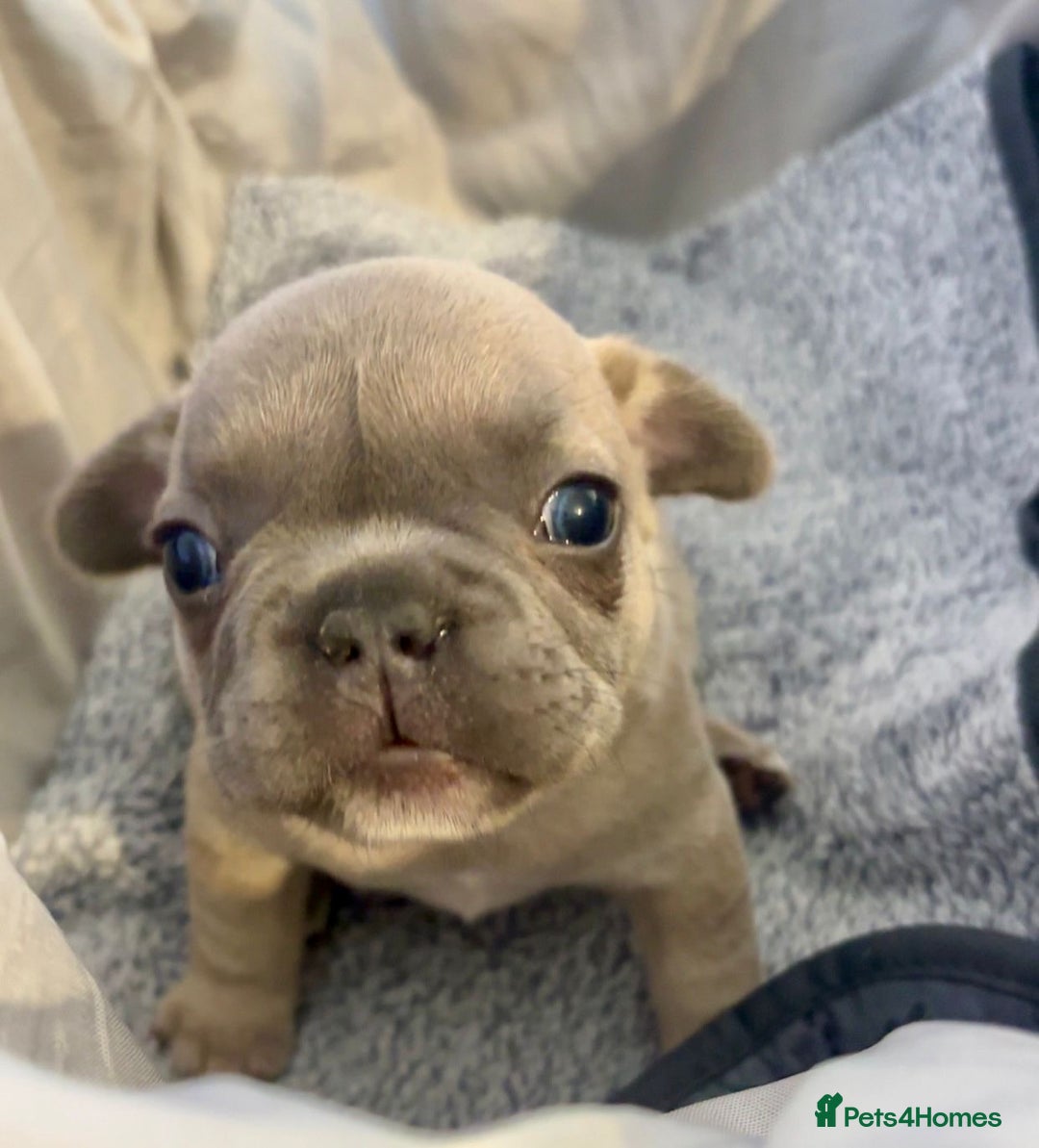 French Bulldog dogs for sale: French bulldog pups! - Image 1