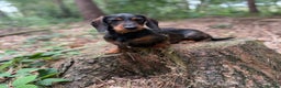 Miniature Dachshund dogs for sale: miniature dachshund puppies  - Advert 4