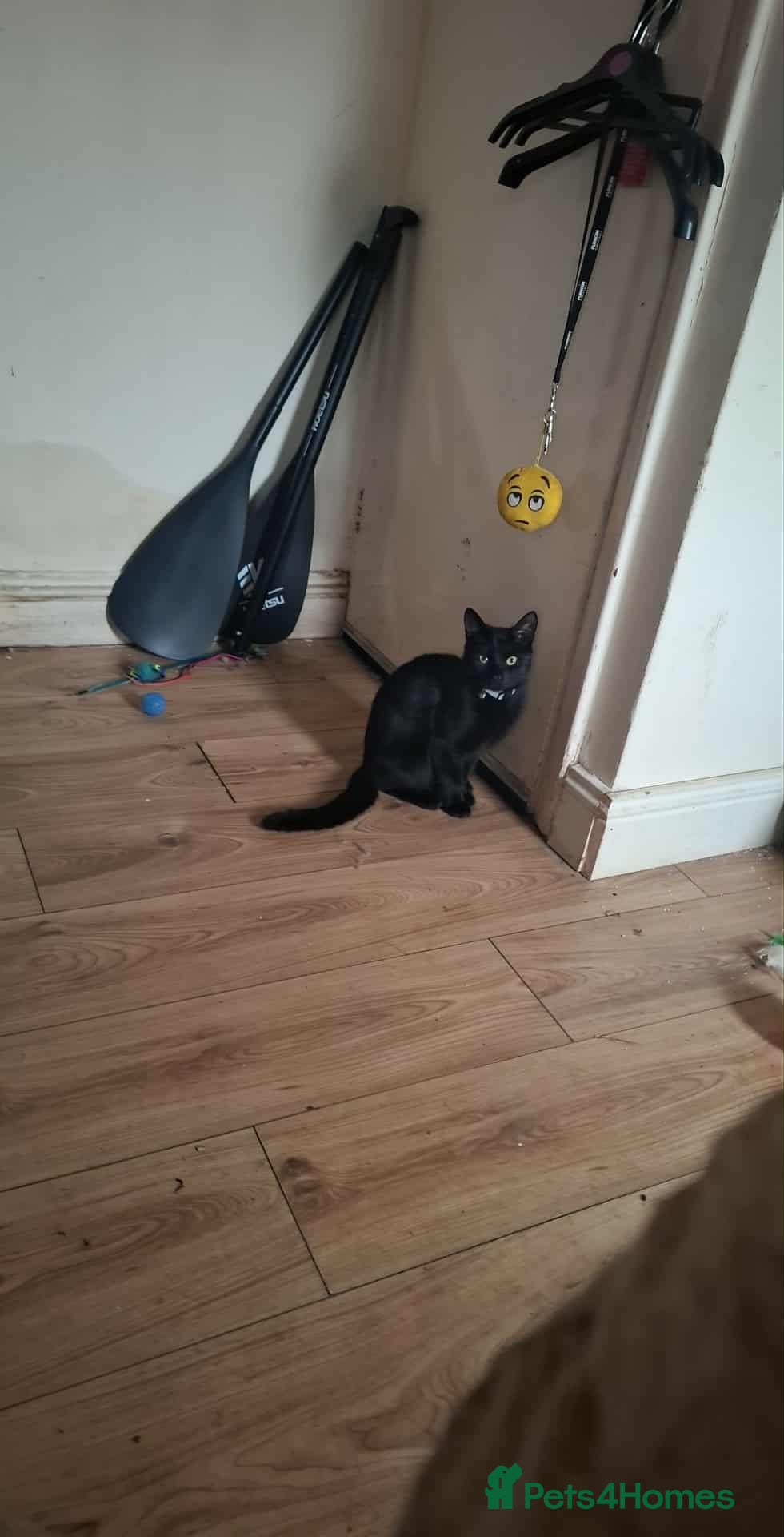 Mixed Breed cats Luna  - Advert 10