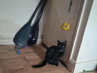 Mixed Breed cats Luna - Advert 1