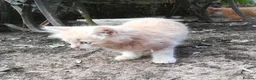 Mixed Breed cats for sale: AMAZING, BEAUTIFUL, CLEVER, HEALTHY KITTENS - Advert 9