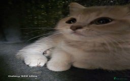 Scottish Fold cats for sale: Ready to leave cute kittens  - Image 14