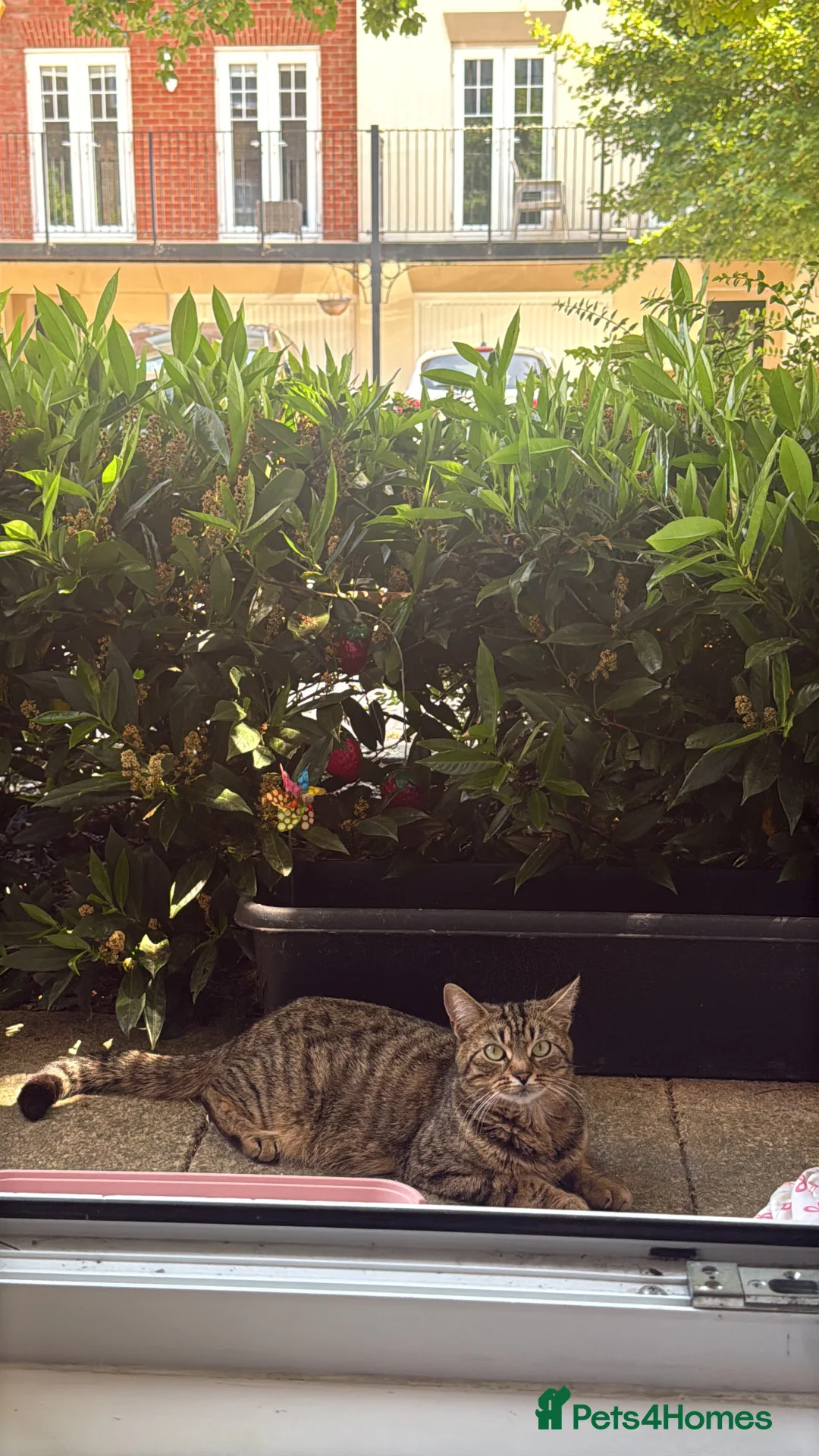 Mixed Breed cats for sale: 🐾 Adorable Kittens for Sale 🐾 - Advert 8
