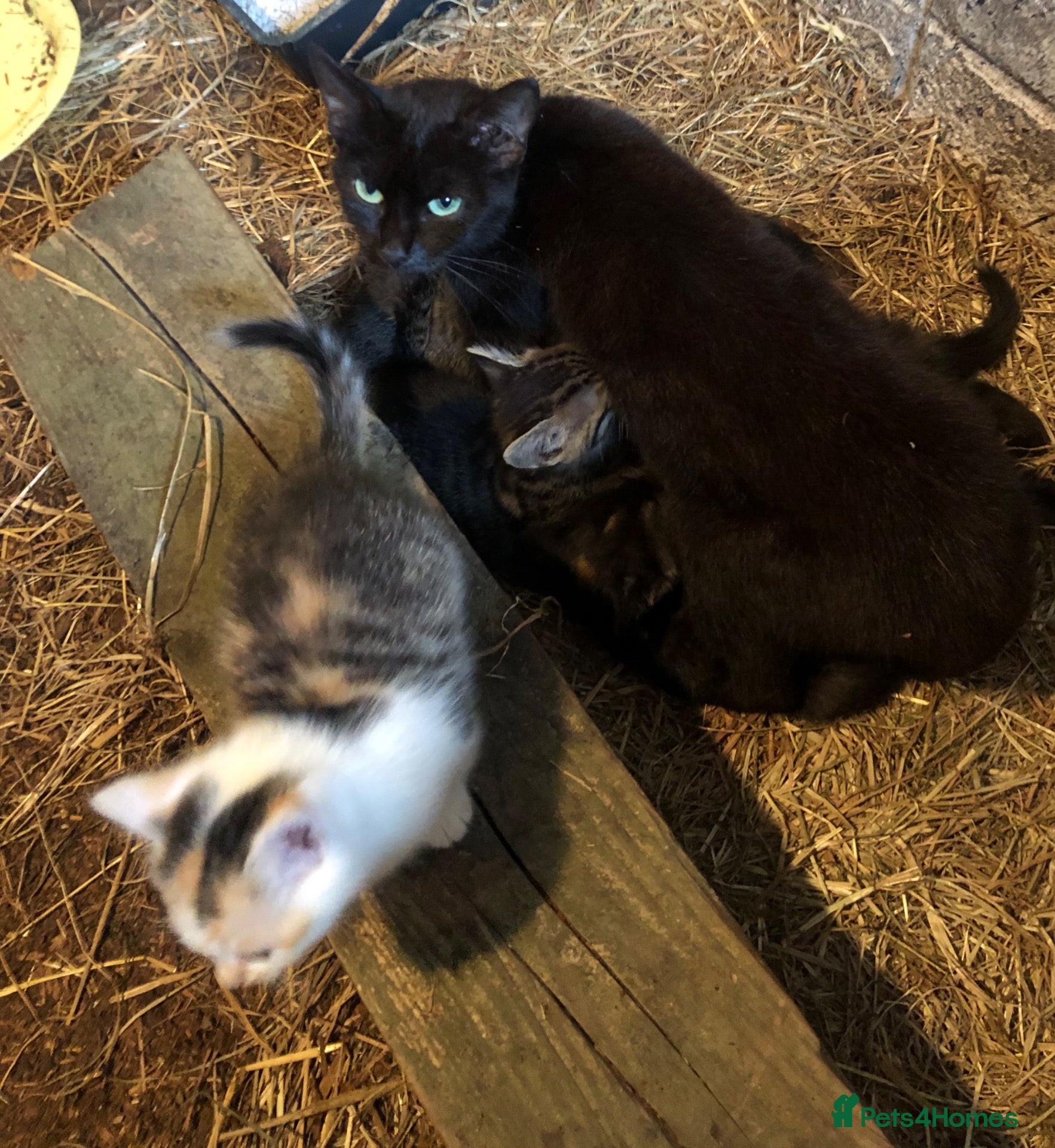 Mixed Breed cats Stunning kittens - Advert 5