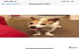 Mixed Breed dogs for sale: Free  - Advert 9