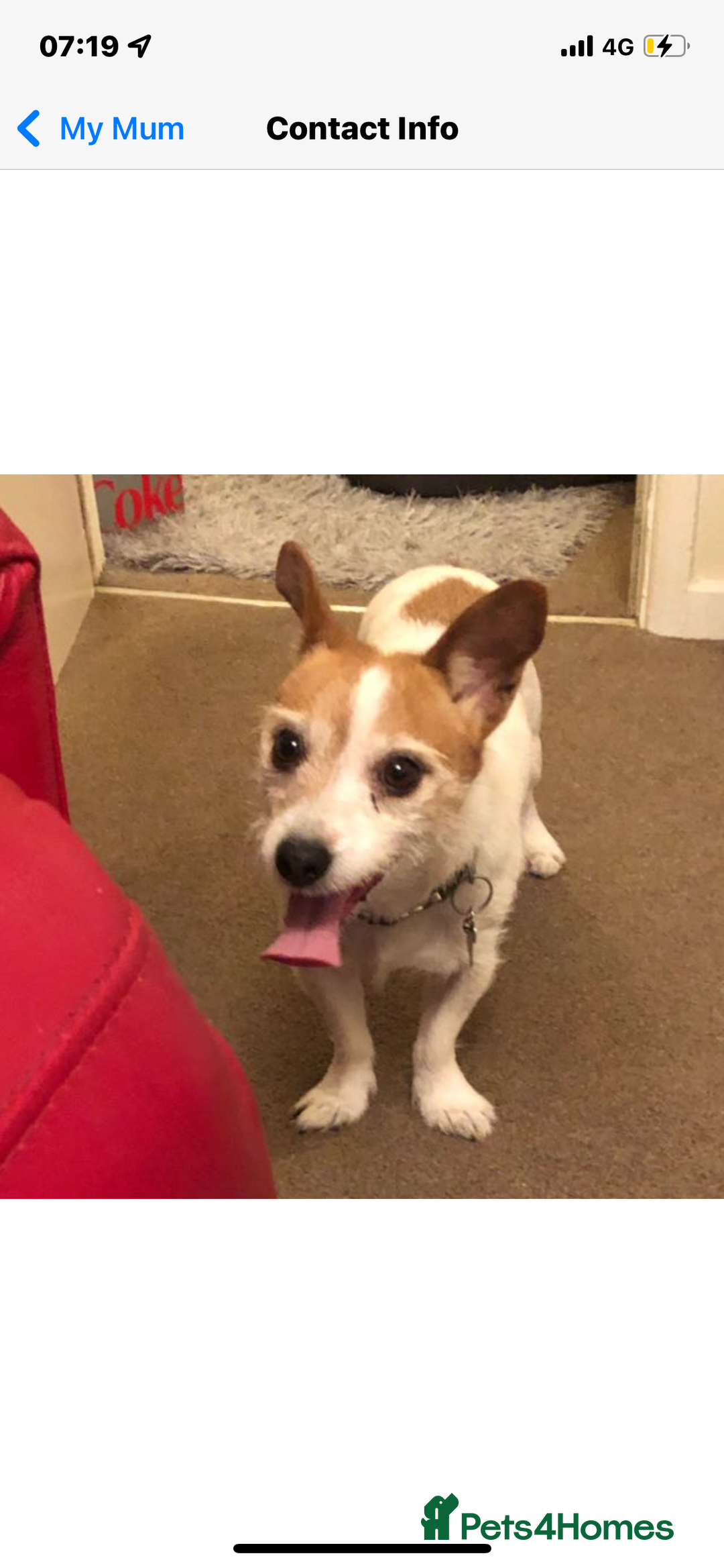 Mixed Breed dogs for sale: Free  - Advert 9