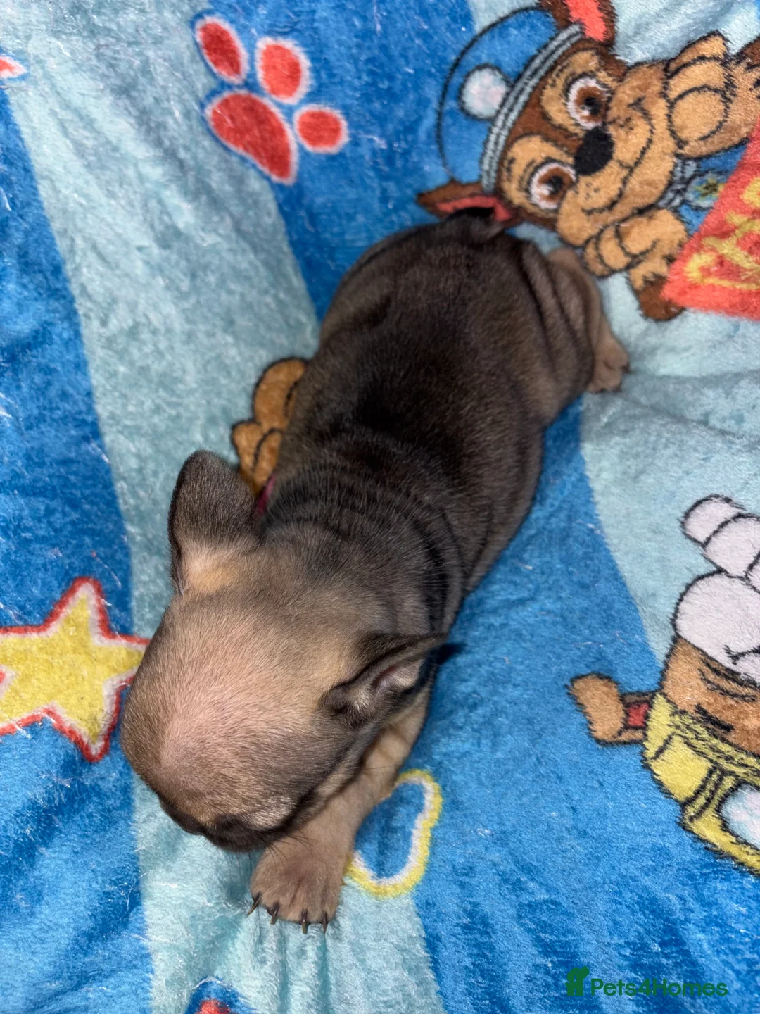 French Bulldog dogs for sale: French Bulldog Puppies - Advert 26