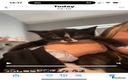 Mixed Breed cats for sale: Kittens - Image 1