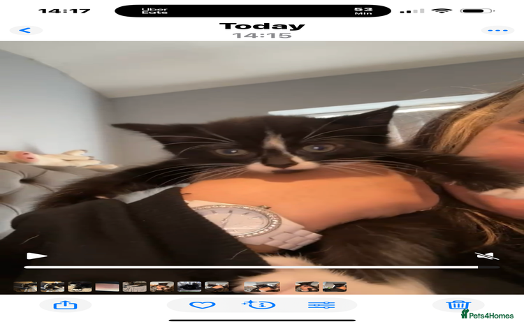 Mixed Breed cats - Advert 4