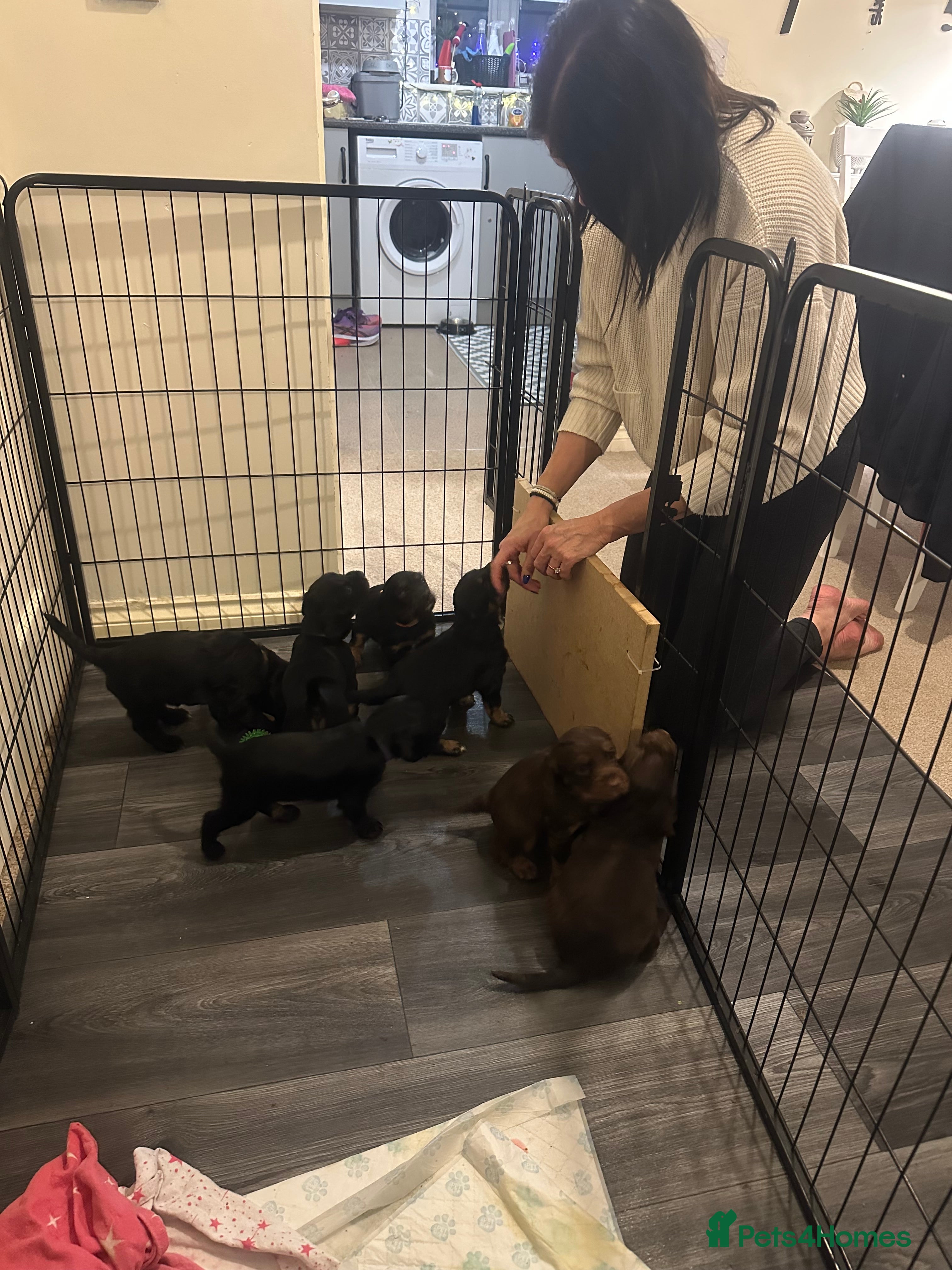 Sprocker dogs sprocker puppies. Ready 29/03/26. - Advert 2