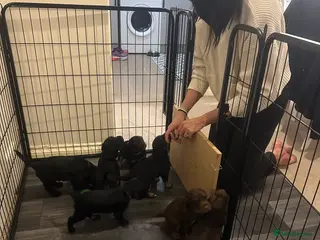 Sprocker dogs sprocker puppies. Ready 29/03/26. - Advert 2