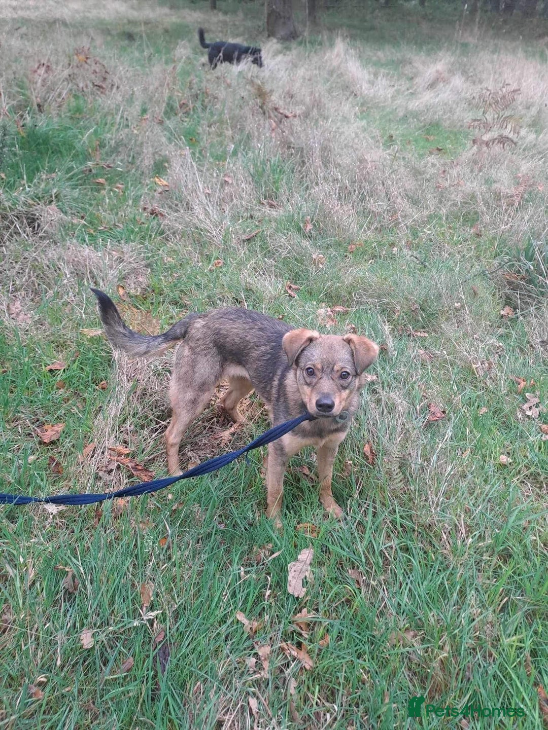 Mixed Breed dogs for adoption: Justice - Norwich Norfolk  in Norwich - Image 11