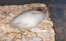 Hamster rodents for sale: Baby Syrian hamsters - Image 3