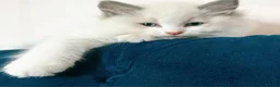 Ragdoll cats for sale: 🤍 BEAUTIFUL RAGDOLL KITTENS – READY NOW  - Advert 10