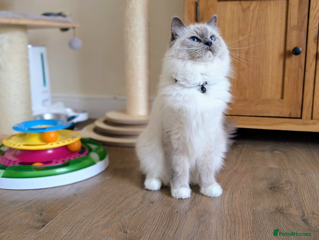 Ragdoll cats for sale: 🏆 🐾 Tica Registered EU Ragdoll Kittens 🐈 🏆 - Image 7