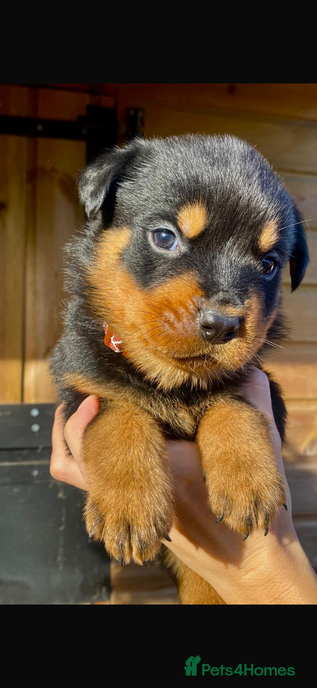 Rottweiler dogs for sale: Last girlBeautiful chunky Rottweiler puppies - Advert 13