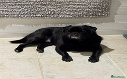 Pug dogs for sale: Beautiful loving Kind Pug. We will travel to you.  - Image 4