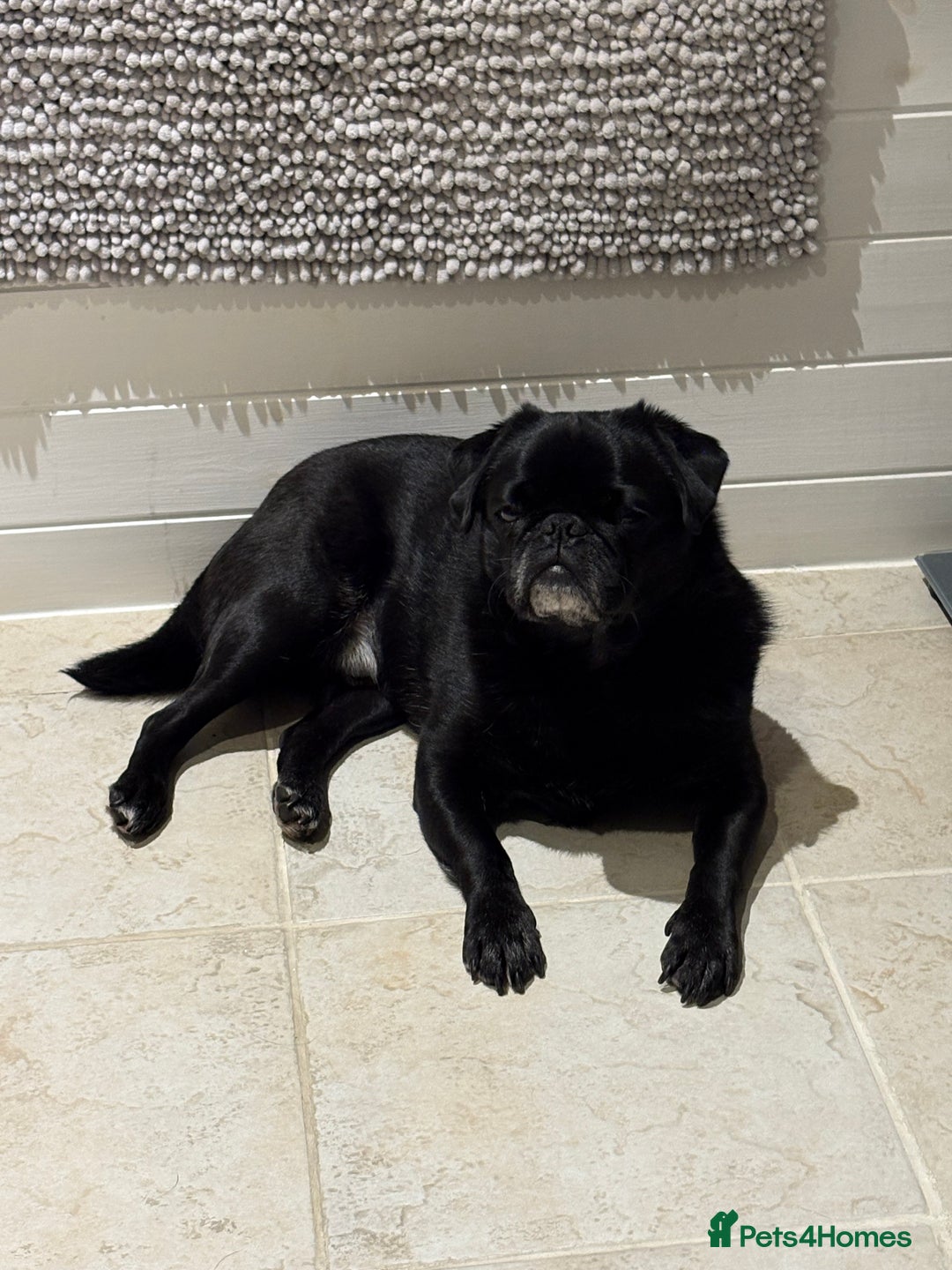 Pug dogs for sale: Beautiful loving Kind Pug. We will travel to you.  - Image 4