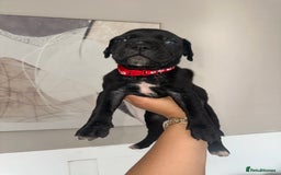 Cane Corso dogs for sale: Pure breed cane corso  - Image 16