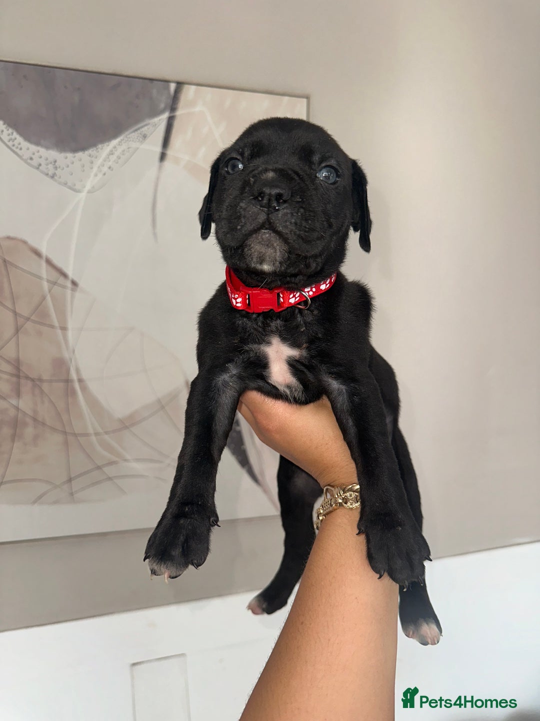Cane Corso dogs for sale: Pure breed cane corso  - Image 16