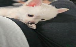 Pomchi dogs for sale: Pomeranian, fimele - Image 9