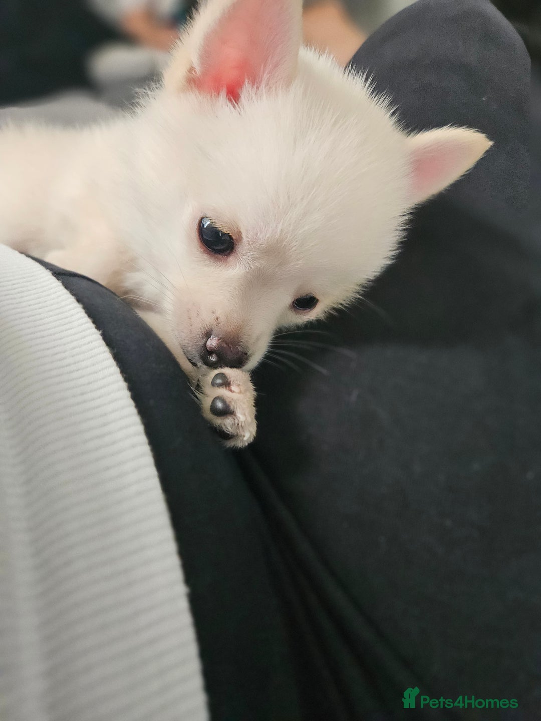 Pomchi dogs for sale: Pomeranian, fimele - Image 9
