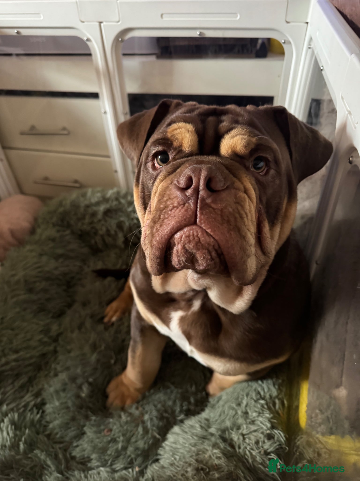 Mixed Breed dogs Gorgeous English Bulldog Cross - Advert 3