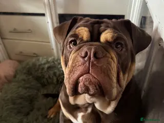 Mixed Breed dogs Gorgeous English Bulldog Cross - Advert 13