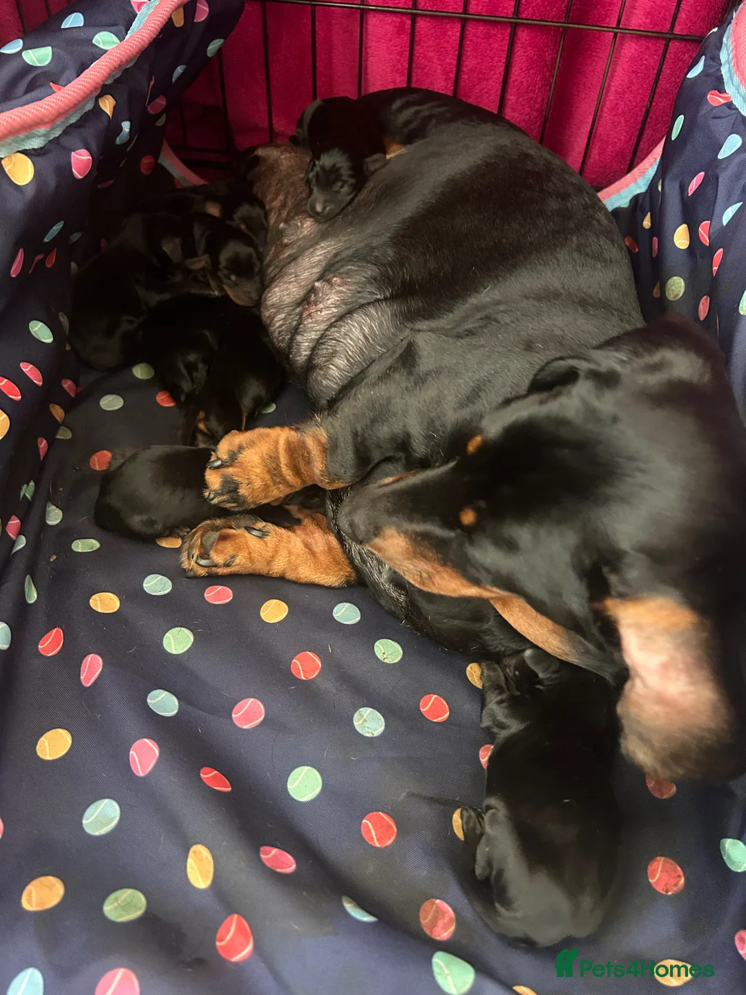 Doxiepoo dogs for sale: Beautiful doxiepoo puppies for sale  - Advert 1