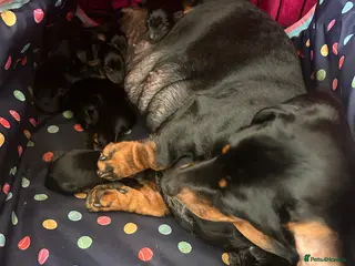 Doxiepoo dogs Beautiful doxiepoo puppies for sale - Advert 17