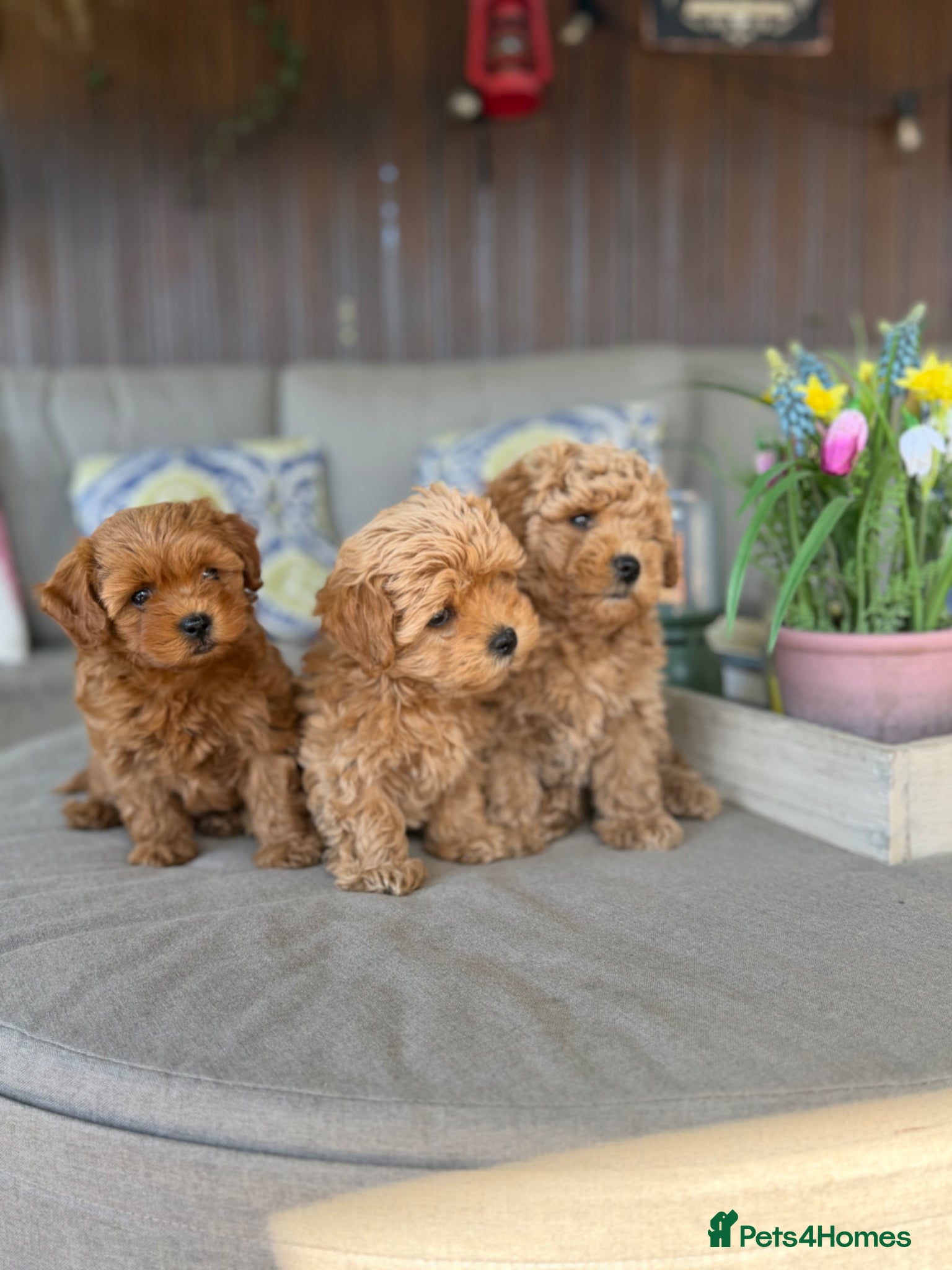 Maltipoo dogs Beautiful Red Maltipoo puppies for sale  - Advert 2