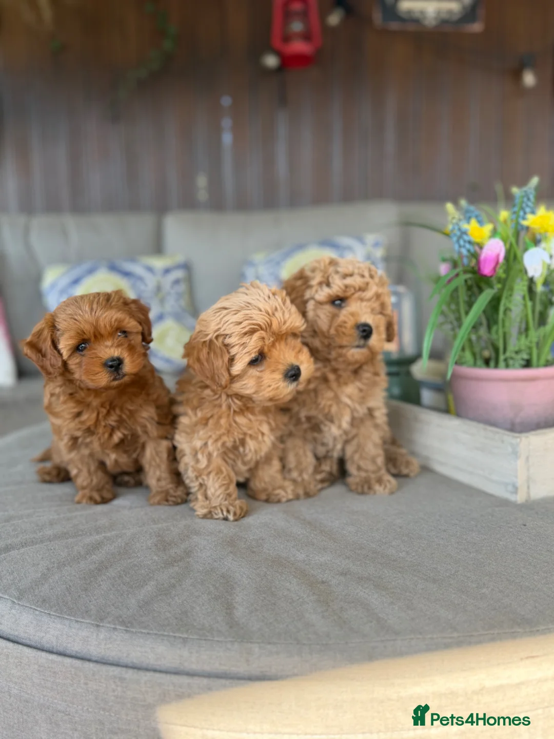 Maltipoo dogs for sale: Beautiful Red Maltipoo puppies for sale  - Advert 2