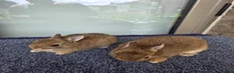 Netherland Dwarf rabbits for sale: Netherland dwarf  - Advert 4