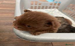 Pomeranian dogs for sale: GORGEOUS POMERANIAN PUPPIES  - Image 7