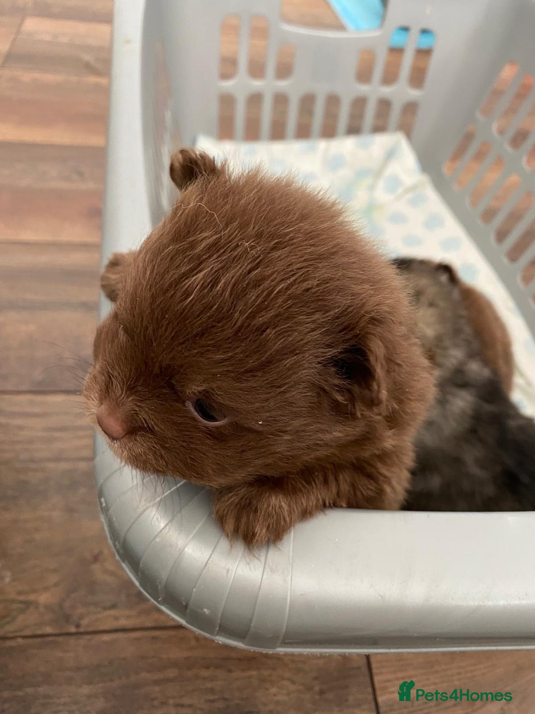 Pomeranian dogs for sale: GORGEOUS POMERANIAN PUPPIES  - Image 7