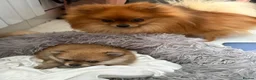 Pomeranian dogs for sale: Miniature Pomeranian  in Basildon - Advert 22