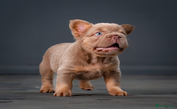French Bulldog dogs - Advert 2