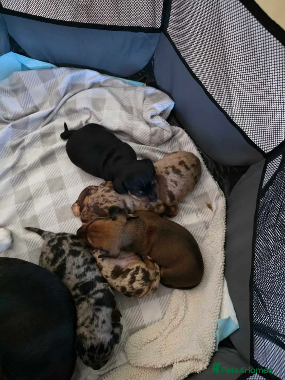 Miniature Dachshund dogs for sale: Beautiful pure bred smooth Mini Dachshund puppies - Advert 4