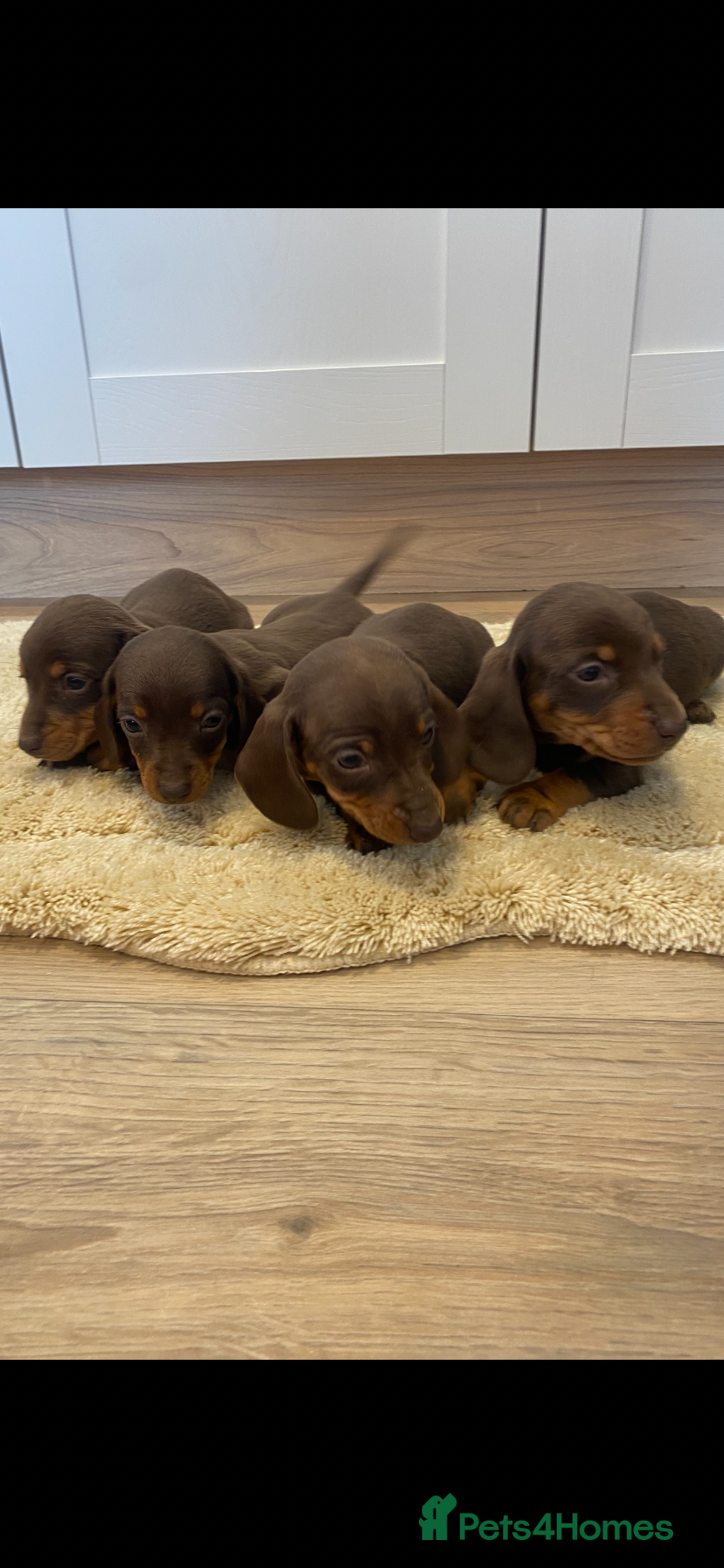 Dachshund dogs Chocolate tri dachshund - Advert 1