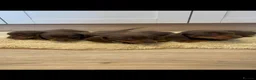 Dachshund dogs for sale: Chocolate tri dachshund in Bury Saint Edmunds - Advert 1